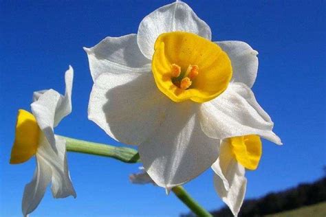 Narcissus tazetta - Alchetron, The Free Social Encyclopedia