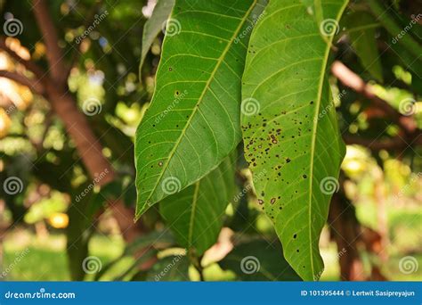 Plant Disease, Mango Leaves Disease Stock Photo - Image of xnature, xmango: 101395444