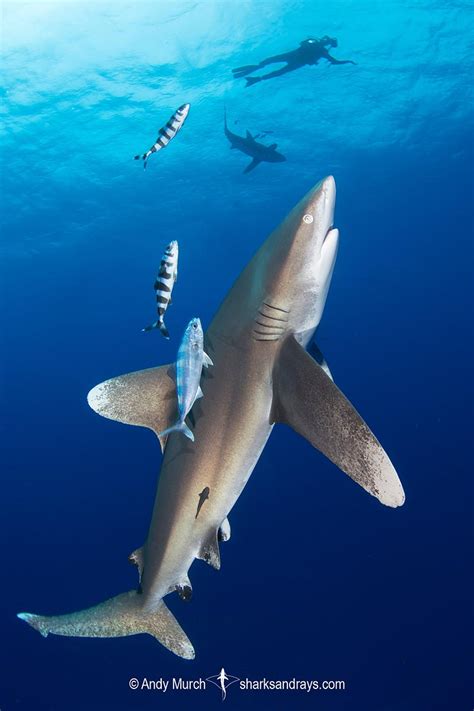 Oceanic Whitetip Shark - Carcharhinus longimanus