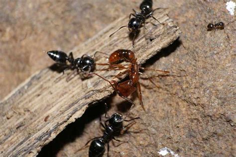 Student Research Pages - Ants, Animals and Us — Texas Parks & Wildlife Department