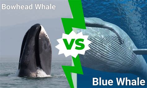 Bowhead Whale vs. Blue Whale - A-Z Animals