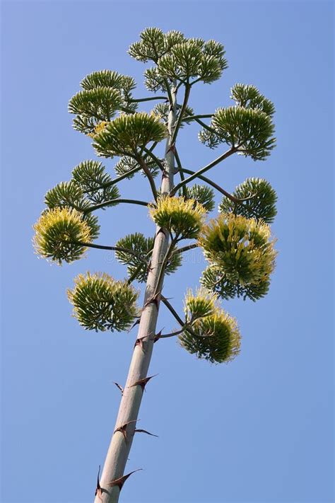 The Flower of an Agave Plant Stock Image - Image of thick, flower: 15587263