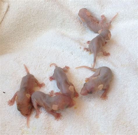 Caring for Baby Possums - HubPages