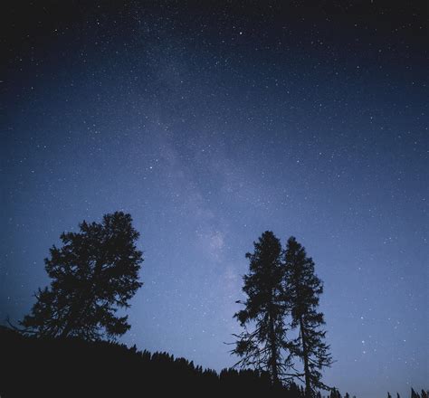 wallpaper trees, night, starry sky, stars HD : Widescreen : High ...