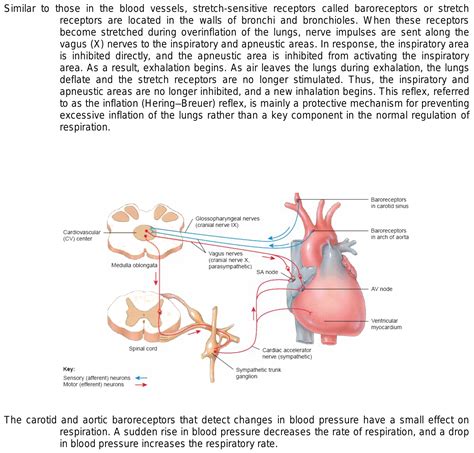 what is "onset of baroreceptor reflex " , in connection with human ...