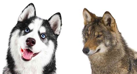 Husky VS Wolf Whats The Difference Between A Husky And Wolf Arctic Wolf Siberian Husky Hybrid ...