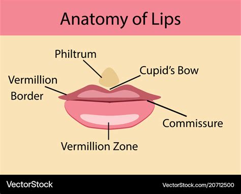 Anatomy Of Lips Slideshare - Infoupdate.org