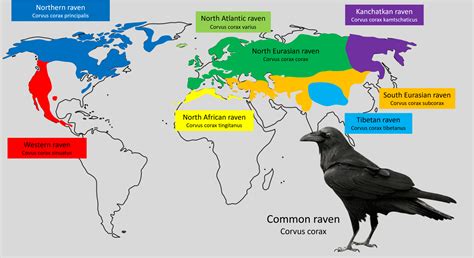 Common raven subspecies distribution map - ZooChat