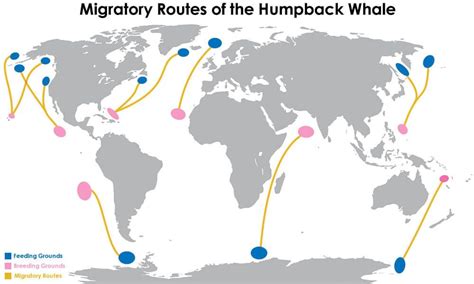 Image result for humpback whale migration | Whale migration, Humpback ...