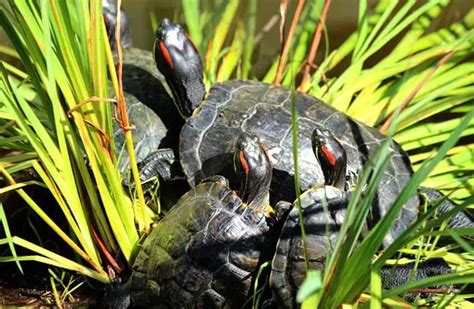 Red Eared Slider - Description, Habitat, Image, Diet, and Interesting Facts