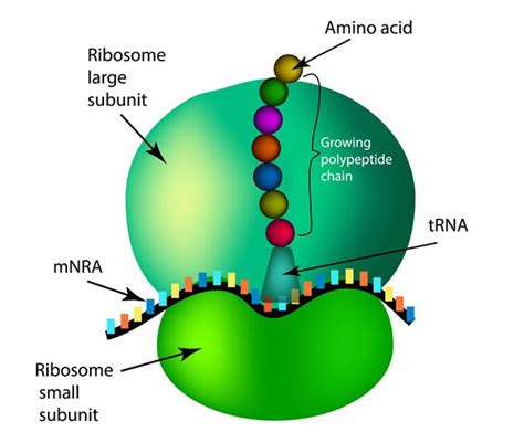 Introduction of Ribosomes | Structure | Location | Functions