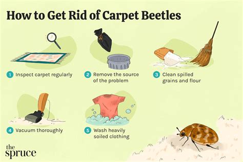 Where Do Varied Carpet Beetles Lay Eggs | www.resnooze.com