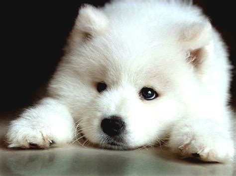 10 Dogs That Look Like Polar Bear Cubs | Rover.com