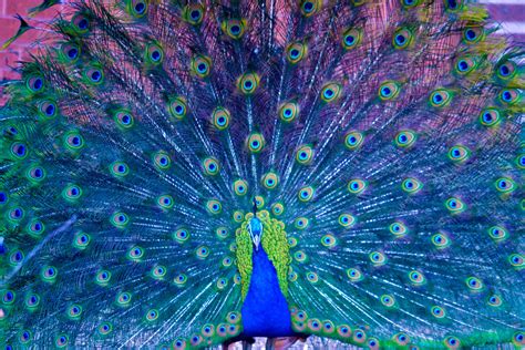 HD Peacock Wallpaper | Wallpapers, Backgrounds, Images, Art Photos ...