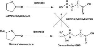 Gamma-Butyrolactone (GBL): All You Need to Know