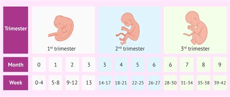 Pregnancy Weeks Months Trimester Chart