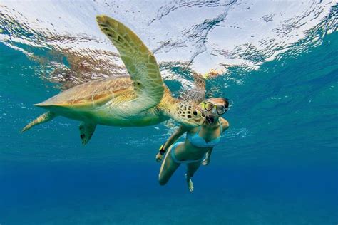 Snorkeling with sea turtles in Turtle Town, Maui | Snorkeling in Hawaii