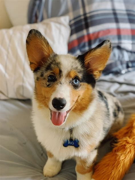 Meet my handsome aussie-corgi, Fig! : r/corgi