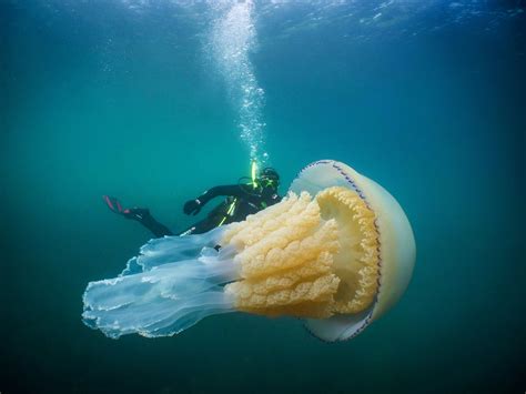 Stunning picture of giant jellyfish twice the size of a diver among the best photos of the year ...