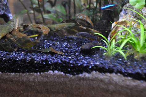 Aquarium Snails Care: Tank Setup, Food, Medication, Breeding