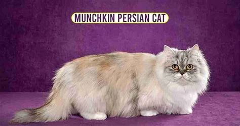 Reveals the Magic of Munchkin Persian Cat Cute Munchkin Cats