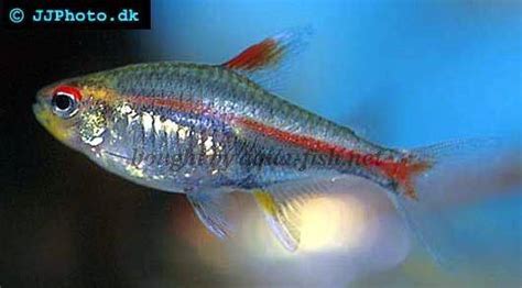 A profile of Glowlight tetra (Hemigrammus erythrozonus)