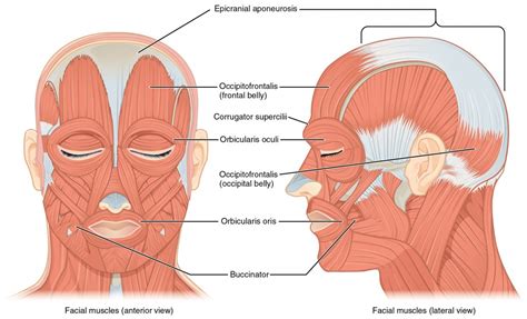 Axial Muscles of the Head, Neck, and Back | Anatomy and Physiology I