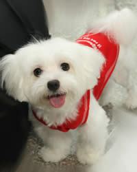 Maltese Dog Breed: History, Temperament, Care, Training & more - Dogs and Dog Advice