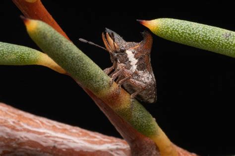 Bizarre stink bug with forked horns and tusks found in Australia - My Blog