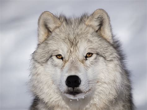 Arctic Wolf - Facts and Beyond | Biology Dictionary