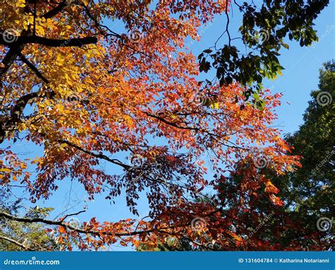 Brilliant Fall Colors - Appalachian Forest Autumn Foliage Stock Photo ...