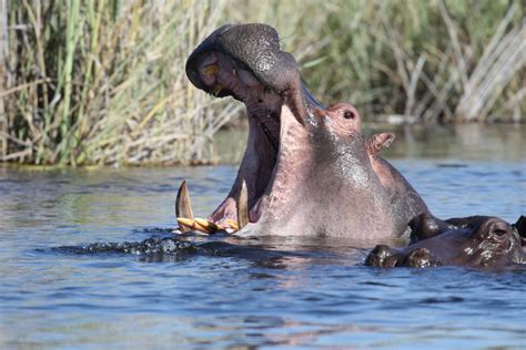 Free Images : water, river, wildlife, africa, fauna, swimming, vertebrate, safari, hippopotamus ...