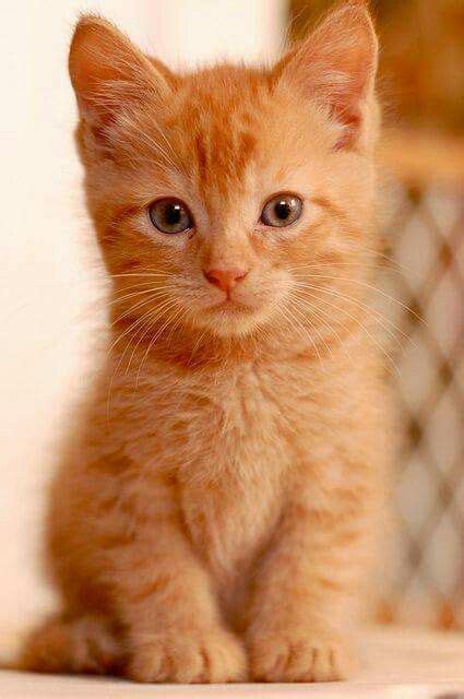 Ginger Tabby Cat Breeds - Pets Lovers