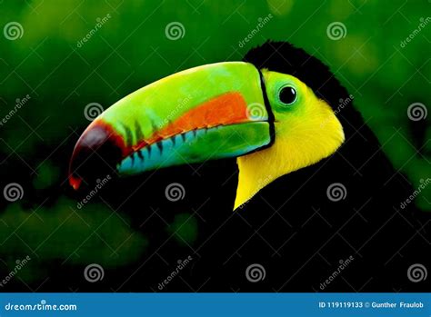 Rainbow Toucan at Waterfall Park Stock Image - Image of tropical ...