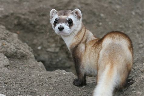 What threatens the black-footed ferret? — High Country News – Know the West