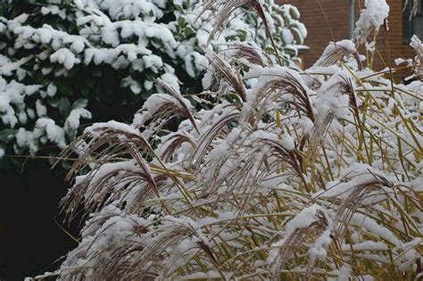 Ornamental Grasses In Winter | American Meadows