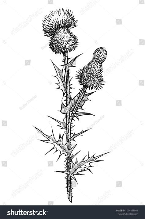 Thistle Flower Illustration Drawing Engraving Ink Stock Vector (Royalty Free) 1074853562 ...