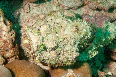 Reef stonefish - Stock Image - C056/6488 - Science Photo Library