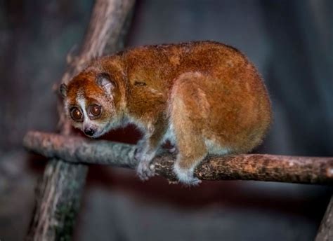 Pygmy Slow Loris - Milwaukee County Zoo