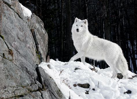 White Wolf Wallpapers - Wallpaper Cave