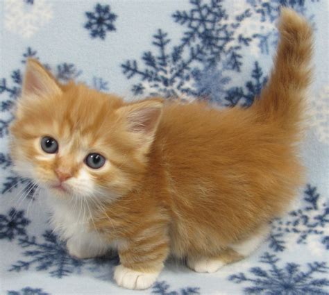 Munchkin Cats For Sale | Ashburnham, MA #235920 | Petzlover