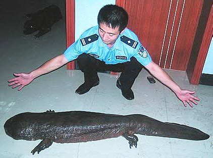 Chinese Giant Salamander - World's Largest Amphibian - FactZoo.com | Giant salamander, Chinese ...