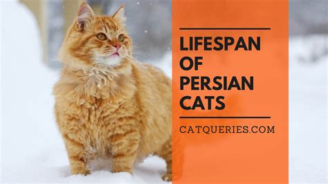 Persian Cat Lifespan, Ways to Increase Life Expectancy - Cat Queries