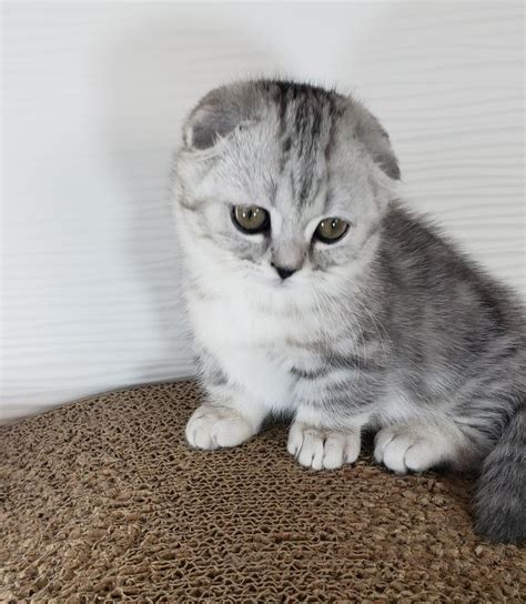 Scottish Fold Cats For Sale | Los Angeles, CA #288638