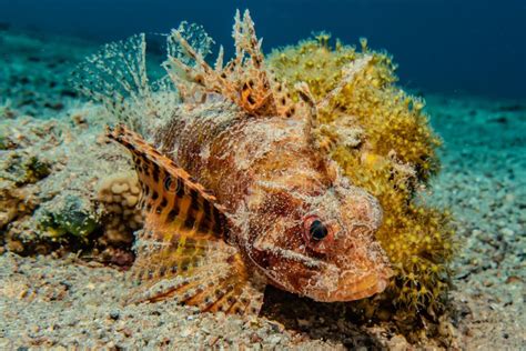 Scorpion Fish Amazing Camouflage in the Red Sea Stock Photo - Image of ...