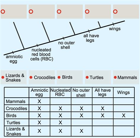 Venn Diagram Cladogram Worksheet Answers - img-klutz