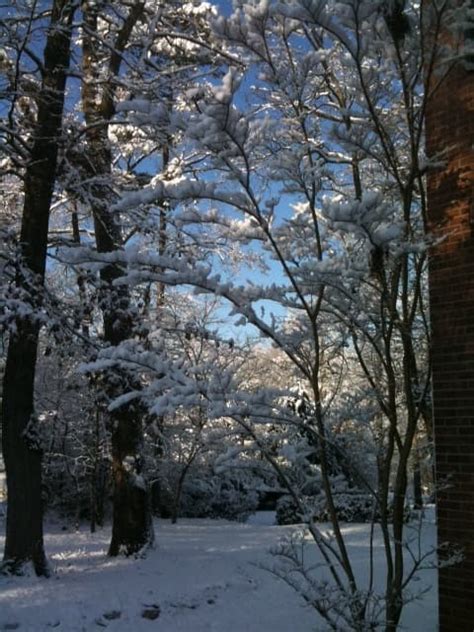 The Beauty of Snowflakes in Haiku - LetterPile