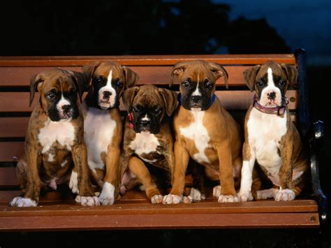 Boxer Puppies - Puppies Wallpaper (9460911) - Fanpop