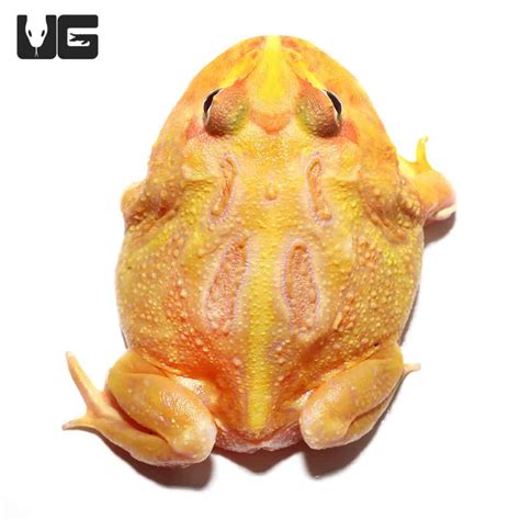 Albino Pacman Frogs For Sale - Underground Reptiles