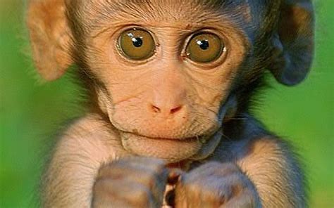 Cute Monkey Wallpapers (47+ images)